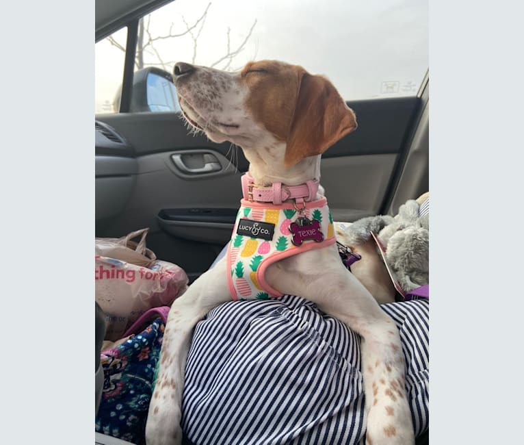 Texie, a Pointer and Llewellin Setter mix tested with EmbarkVet.com