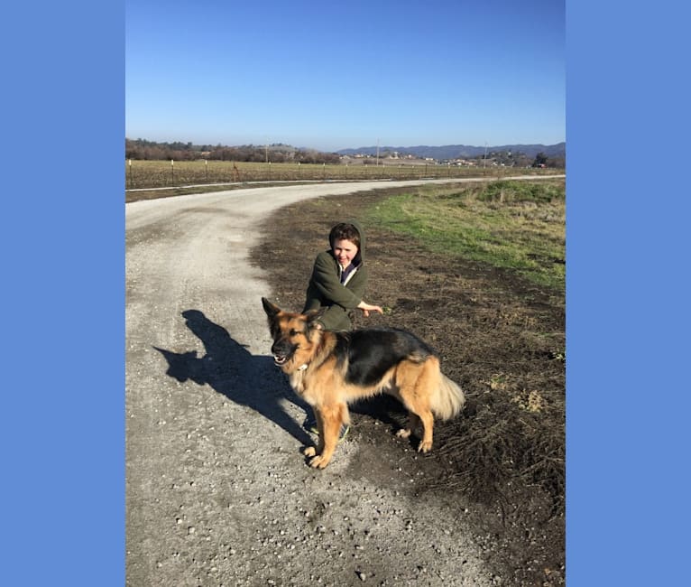 Tristan, a German Shepherd Dog and Golden Retriever mix tested with EmbarkVet.com