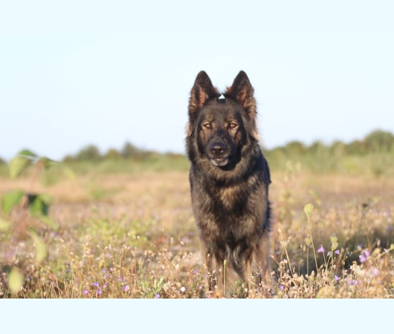 Ölrún, a German Shepherd Dog tested with EmbarkVet.com