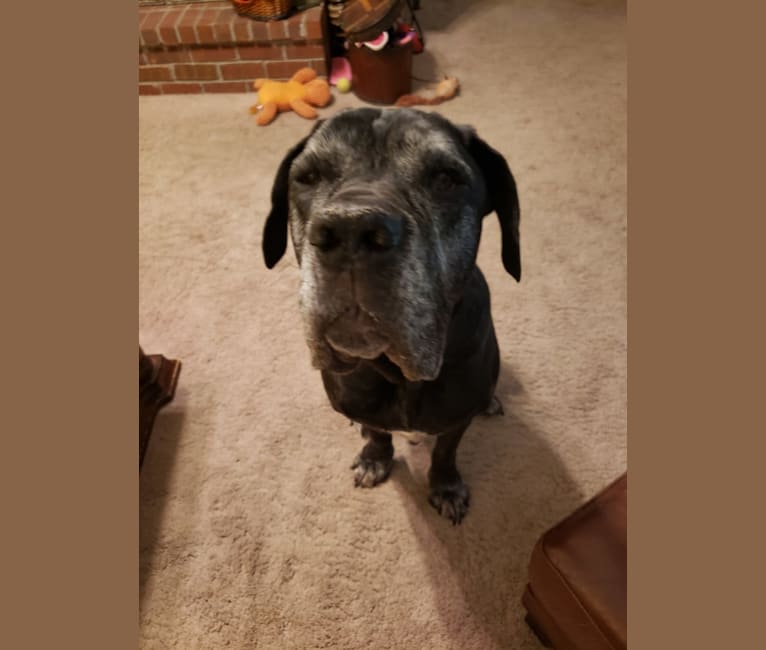 Great dane cane corso neapolitan cheap mastiff mix