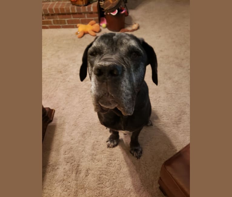 Gypsy, a Neapolitan Mastiff and Cane Corso mix tested with EmbarkVet.com