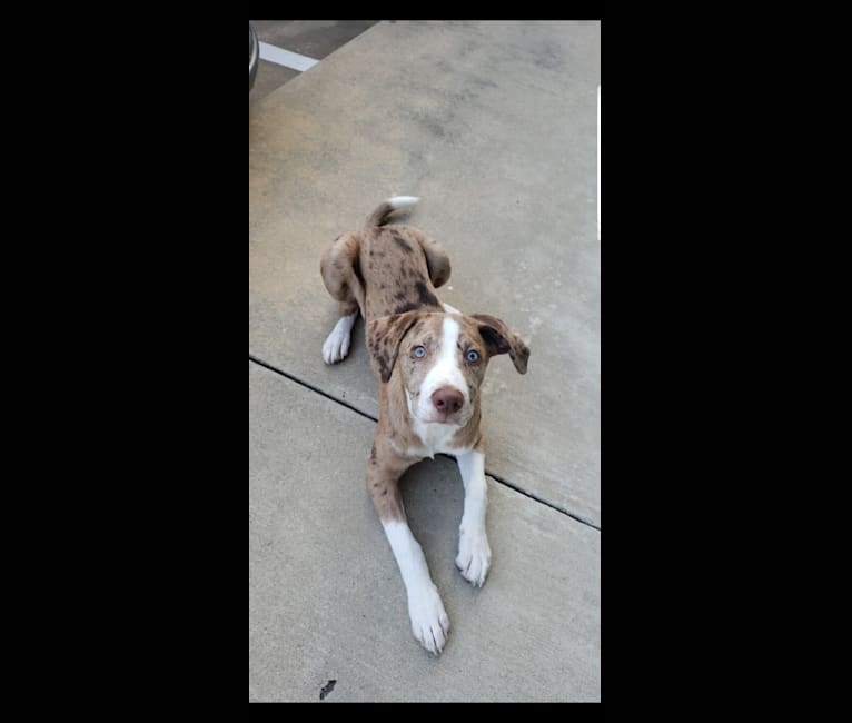Photo of Theodore, a Labrador Retriever, Catahoula Leopard Dog, Border Collie, and Mixed mix in Merryville, Louisiana, USA