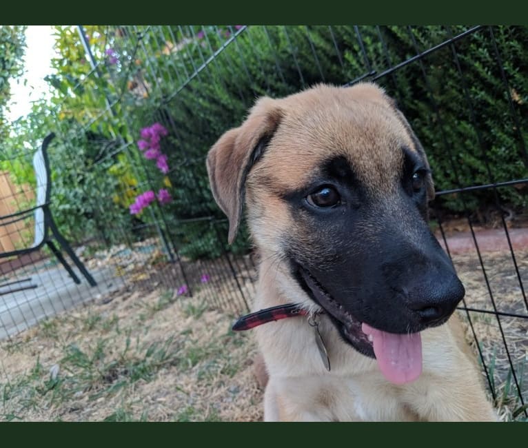 Ren, a German Shepherd Dog and Boxer mix tested with EmbarkVet.com