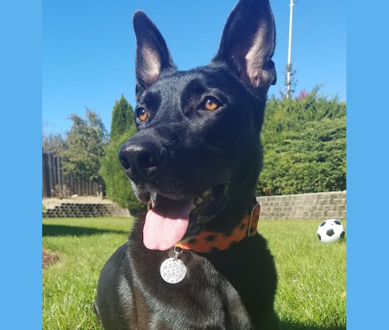 Rowan, a German Shepherd Dog and American Pit Bull Terrier mix tested with EmbarkVet.com