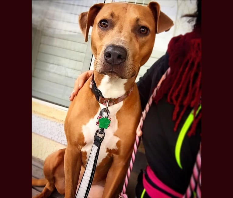 Amstaff ridgeback mix sale