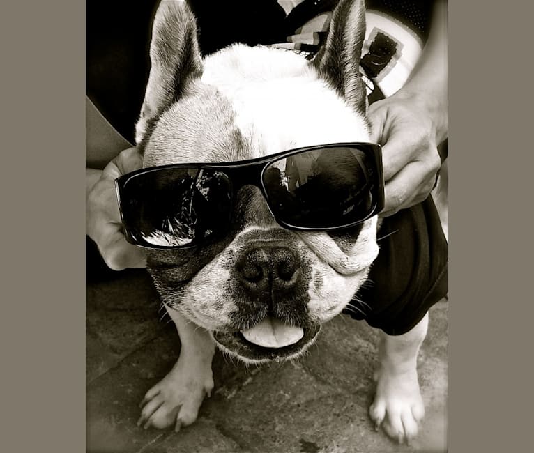 Photo of Sasha, a French Bulldog  in California, USA