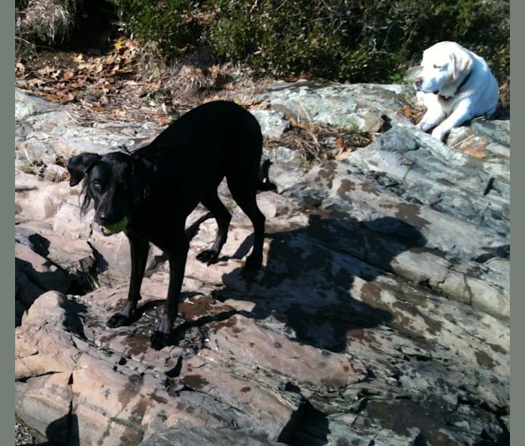 Jedi, an Australian Cattle Dog and Weimaraner mix tested with EmbarkVet.com