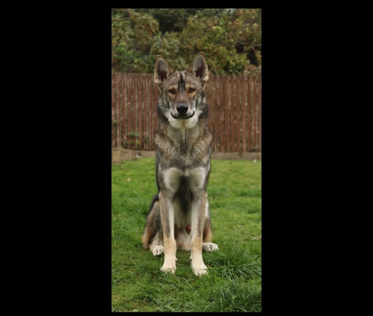 Loki, a Siberian Husky and Alaskan Malamute mix tested with EmbarkVet.com