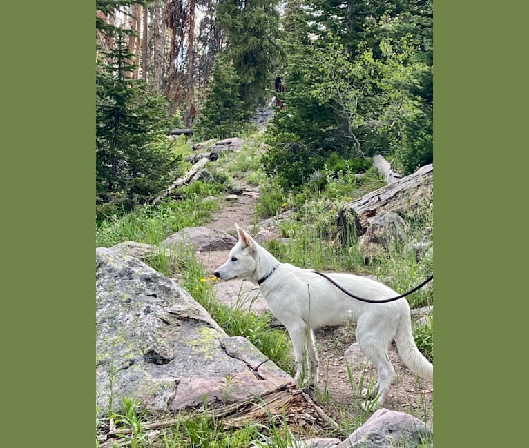 Nanuq a dog tested with EmbarkVet.com
