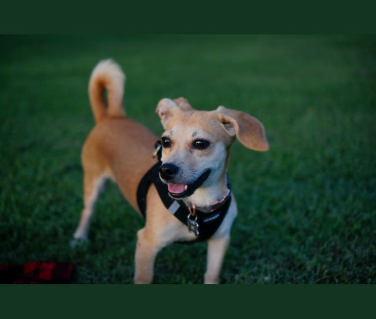 Churro, a Chihuahua and Poodle (Small) mix tested with EmbarkVet.com