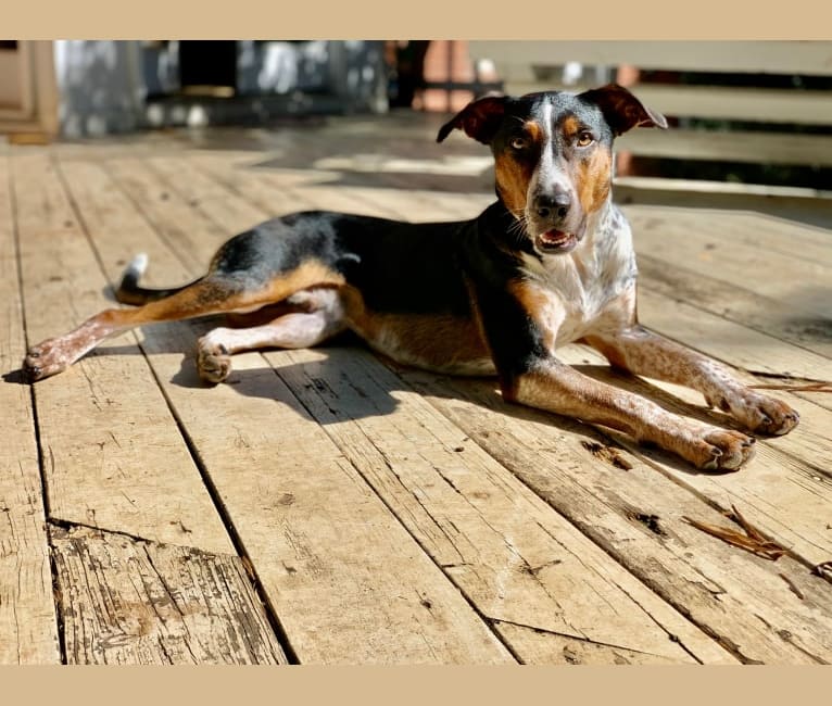 embark dog dna test breed