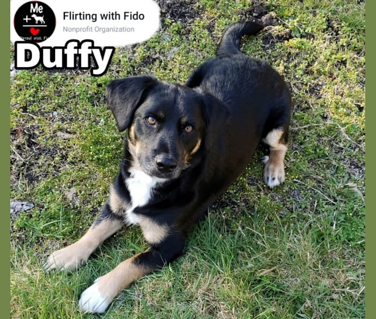 Duffy, a Poodle (Small) and Cocker Spaniel mix tested with EmbarkVet.com