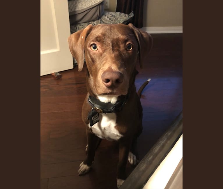 Hound weimaraner mix on sale