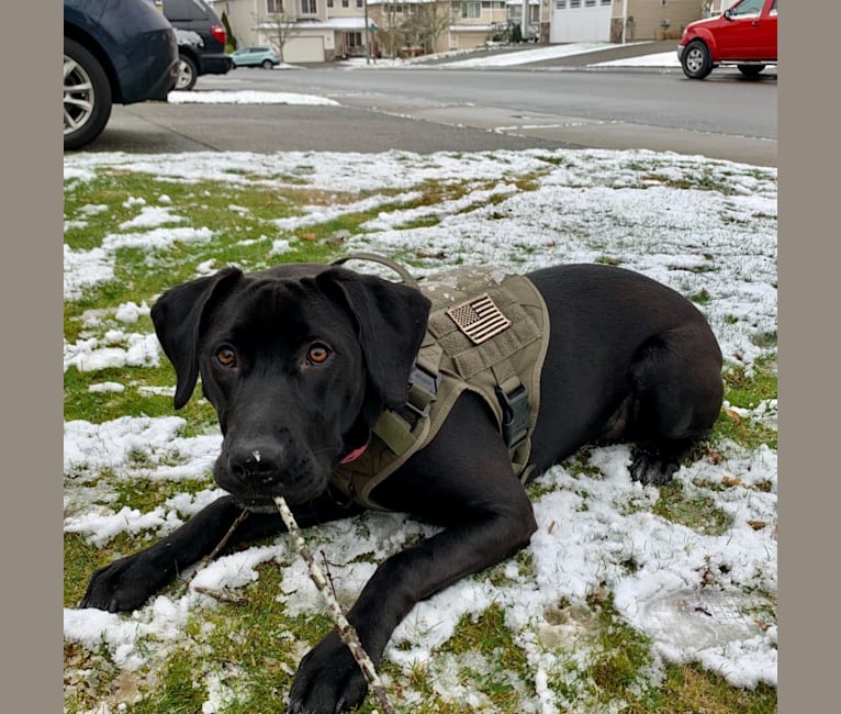 Embark Dog Dna Test Breed
