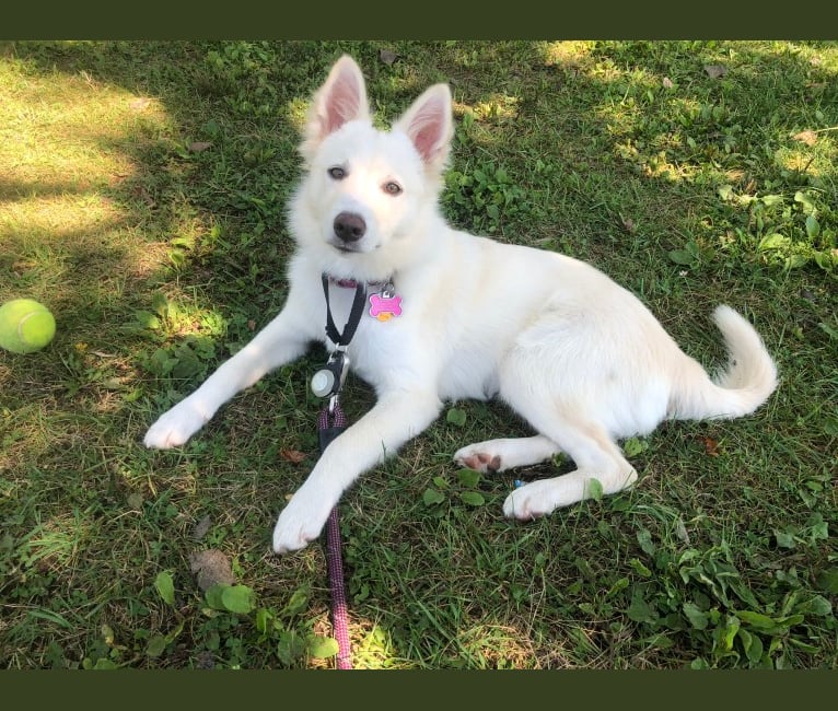 Kia, a German Shepherd Dog and Siberian Husky mix tested with EmbarkVet.com