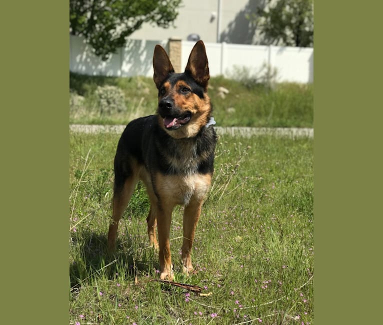 Leo, a German Shepherd Dog and Australian Cattle Dog mix tested with EmbarkVet.com