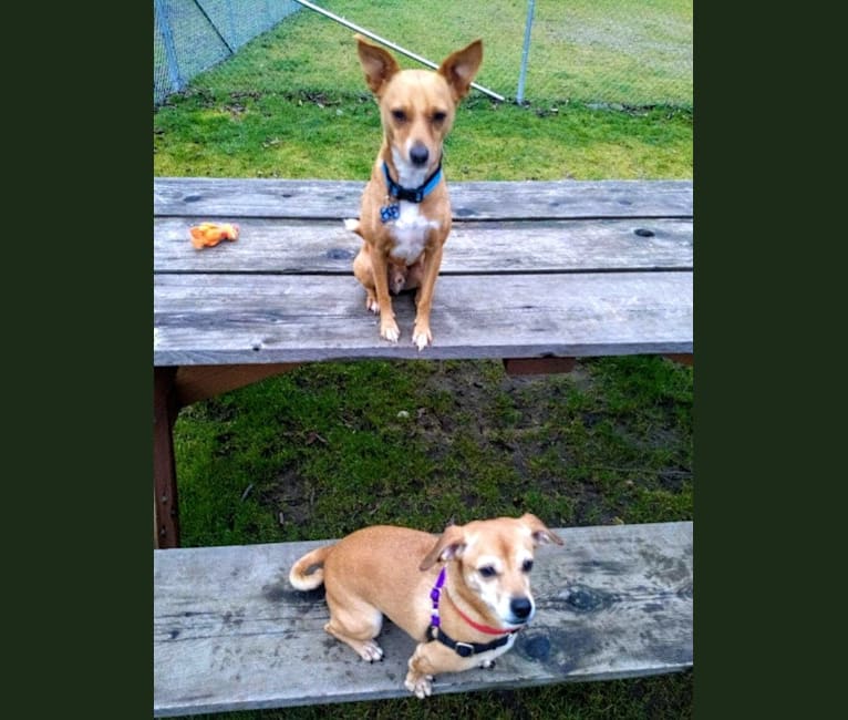 embark dog dna test breed