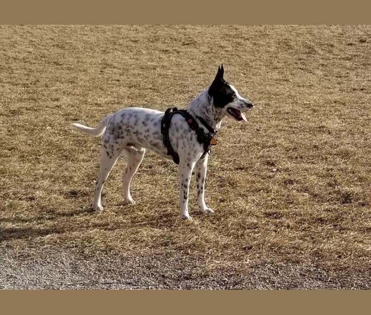 Sigmund, a Rat Terrier and Australian Cattle Dog mix tested with EmbarkVet.com