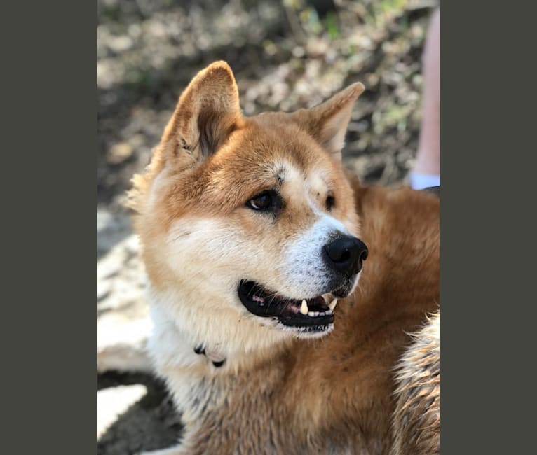 Akita test sale