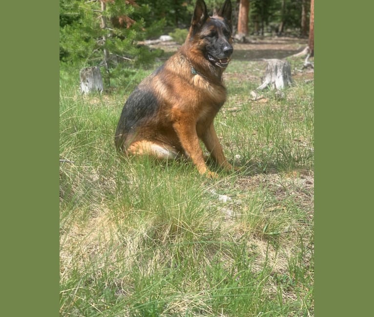 Thor, a German Shepherd Dog tested with EmbarkVet.com
