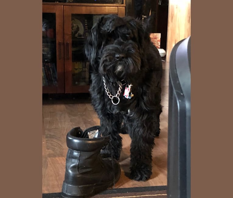 Ethyl, a Portuguese Water Dog tested with EmbarkVet.com