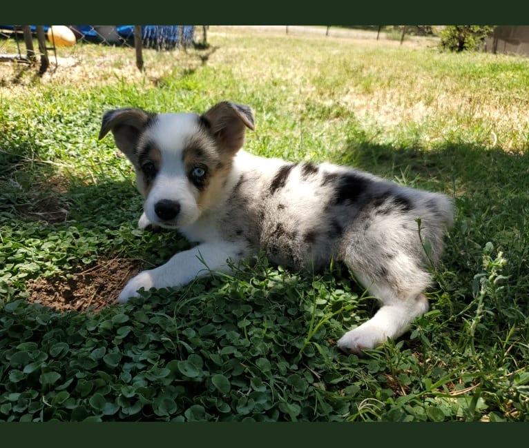 Ziggy Stardust, a Miniature/MAS-type Australian Shepherd and Pembroke Welsh Corgi mix tested with EmbarkVet.com