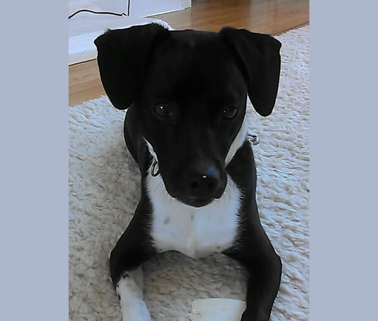 Baxter, a Chihuahua and Russell-type Terrier mix tested with EmbarkVet.com