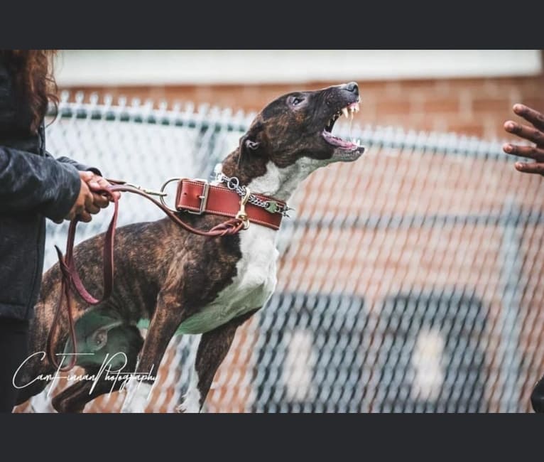 Serendipity, a Bull Terrier tested with EmbarkVet.com