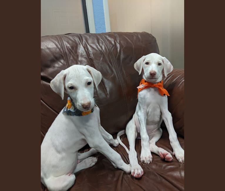Embark Dog DNA Test Breed