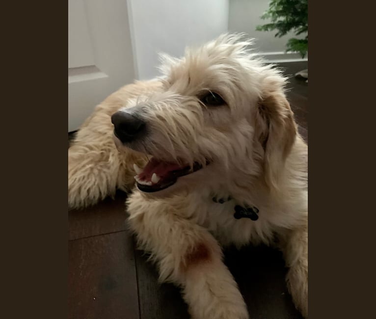 Oscar, an American Village Dog tested with EmbarkVet.com