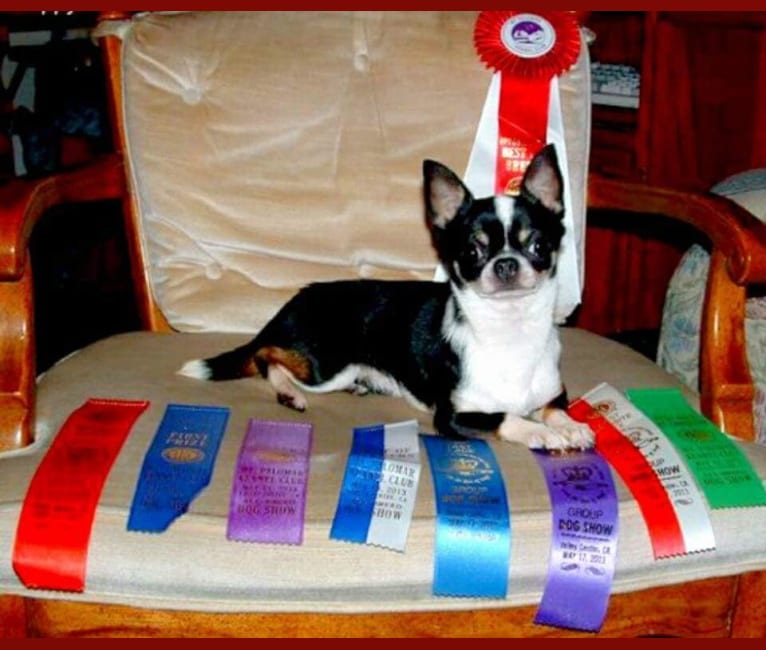 Tux, a Chihuahua tested with EmbarkVet.com