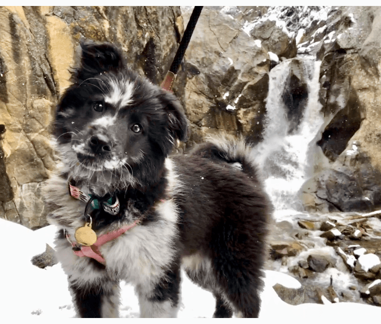 Enora, a German Shepherd Dog and Alaskan Malamute mix tested with EmbarkVet.com