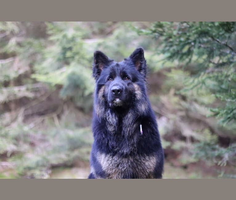 Photo of Wolkän, a German Shepherd Dog  in Monsempron-Libos, France