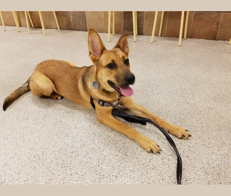 Max, a German Shepherd Dog and Rat Terrier mix tested with EmbarkVet.com