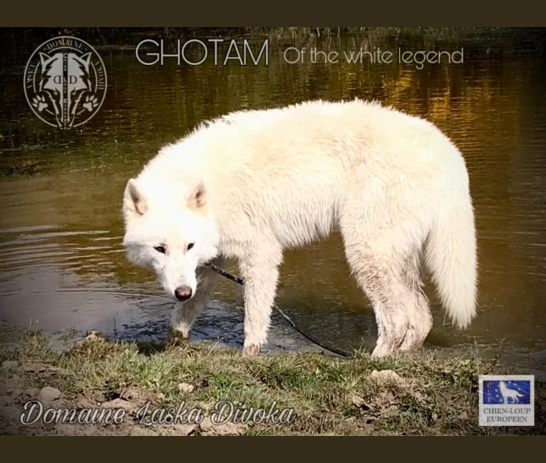 Gotham of the white legend a dog tested with EmbarkVet.com