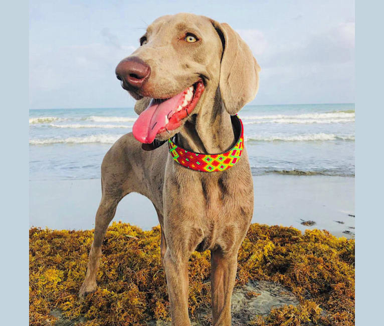 Arya the Weim, a Weimaraner tested with EmbarkVet.com