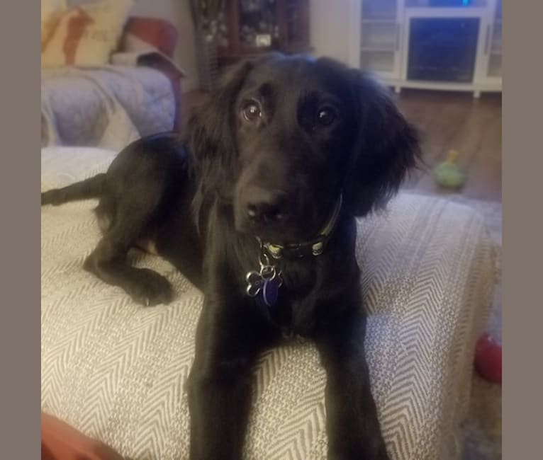 Irish setter online spaniel mix