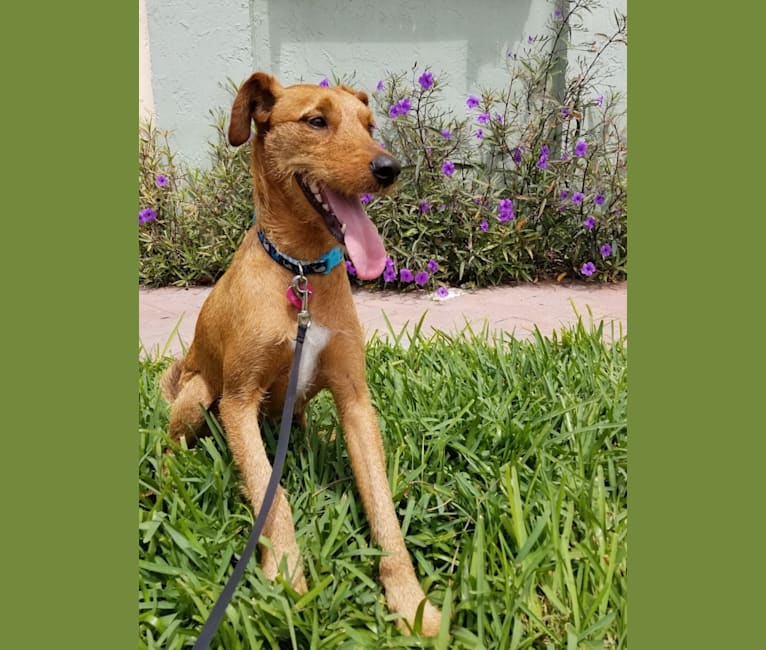 Starfall, an Airedale Terrier and Mountain Cur mix tested with EmbarkVet.com