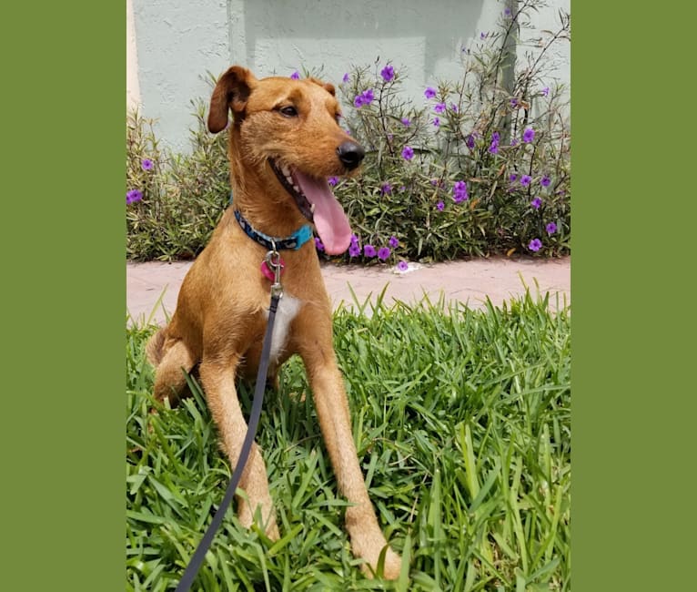 Airedale great dane mix online