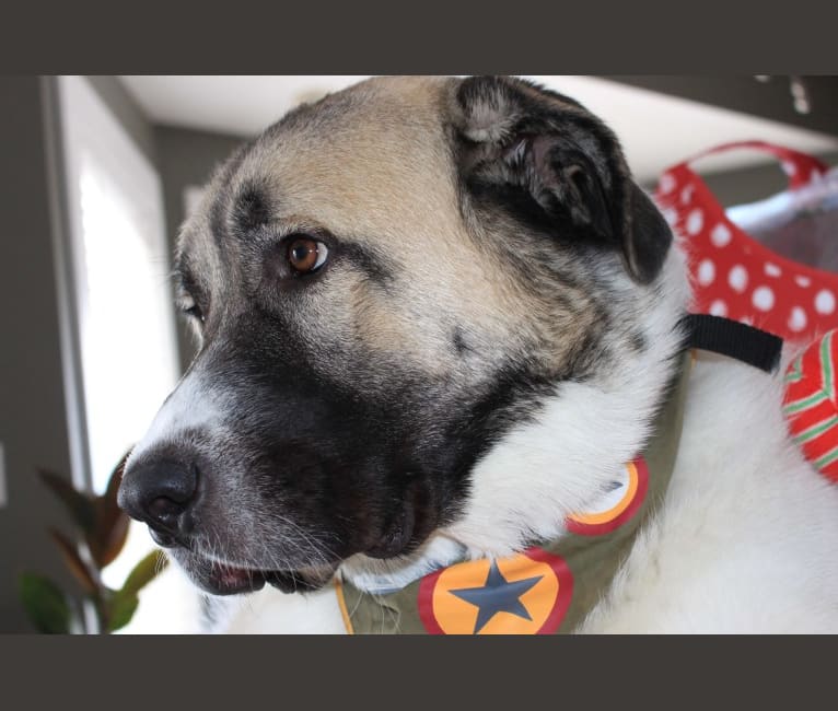 Roscoe, a Great Pyrenees and Anatolian Shepherd Dog mix tested with EmbarkVet.com