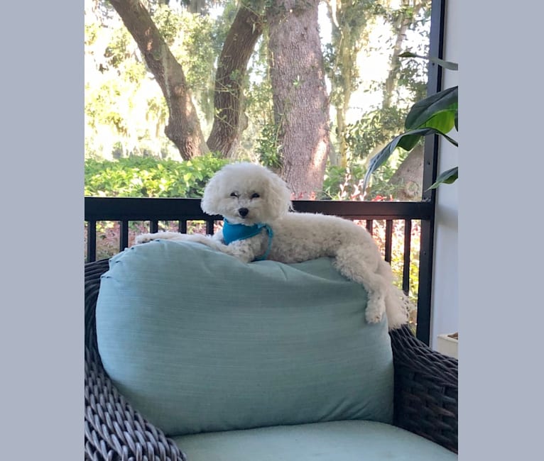 Peyton, a Poodle (Small) tested with EmbarkVet.com