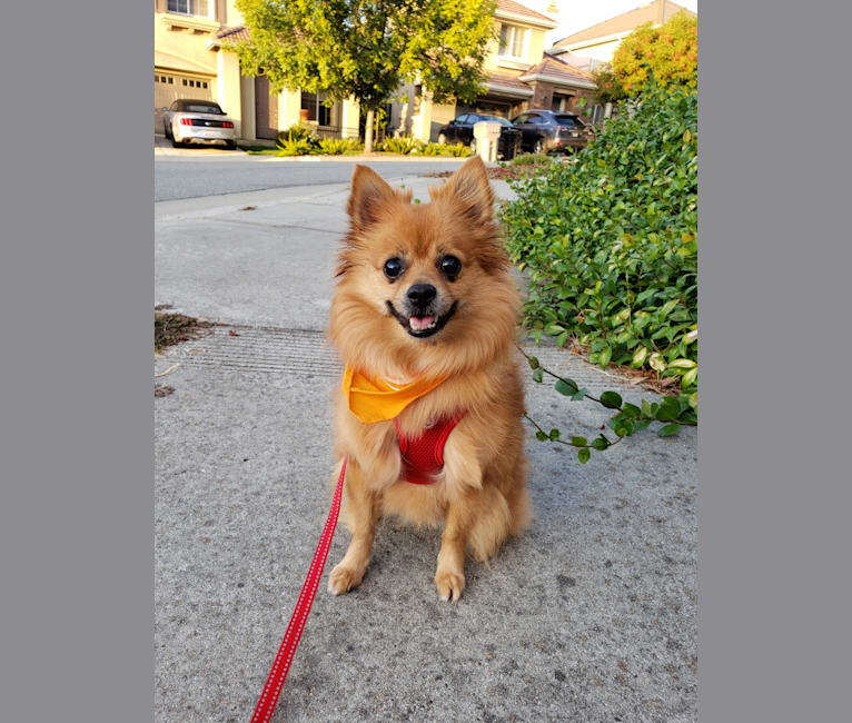 Miki, a Pomeranian and Miniature Pinscher mix tested with EmbarkVet.com