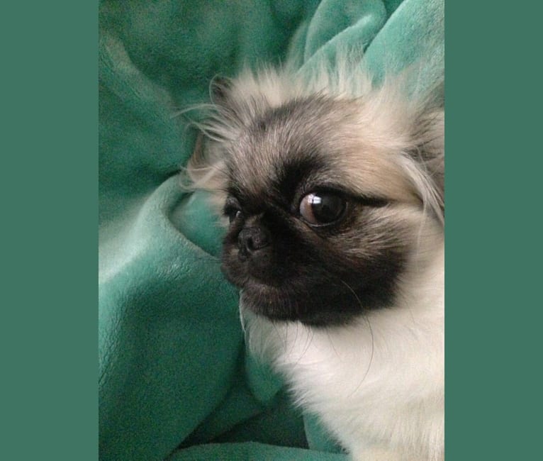 Photo of Mika, a Pekingese 