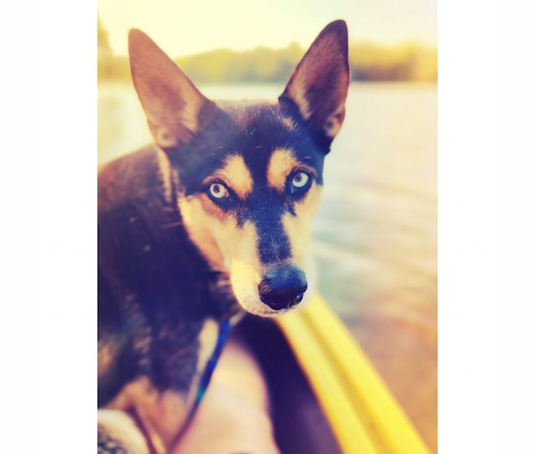 Photo of Milo, a Siberian Husky, Rat Terrier, Chihuahua, and Mixed mix in Arkansas, USA