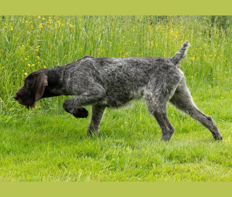 Joe, a German Wirehaired Pointer tested with EmbarkVet.com