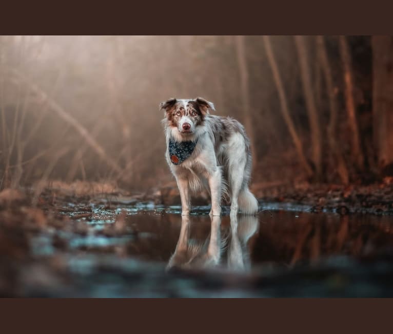 Spurs N Ashes, a Border Collie tested with EmbarkVet.com