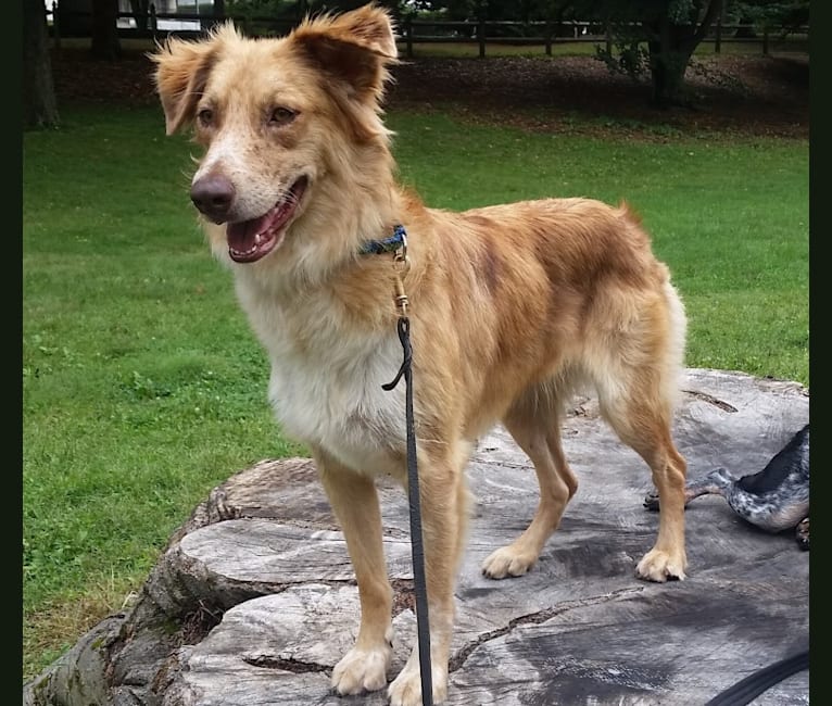 Copper, an Australian Shepherd and Miniature/MAS-type Australian Shepherd mix tested with EmbarkVet.com