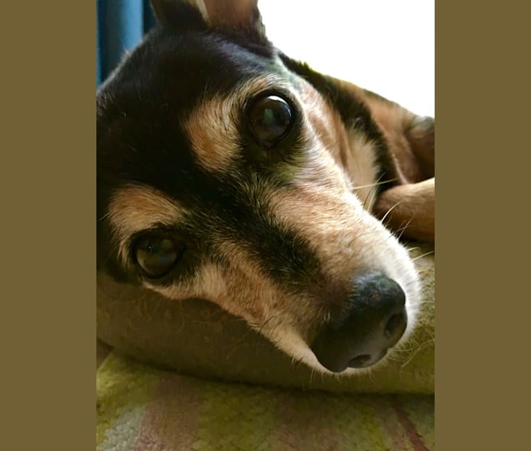 Photo of Ruby, a Miniature Pinscher, Chihuahua, and Maltese mix in Morristown, New Jersey, USA