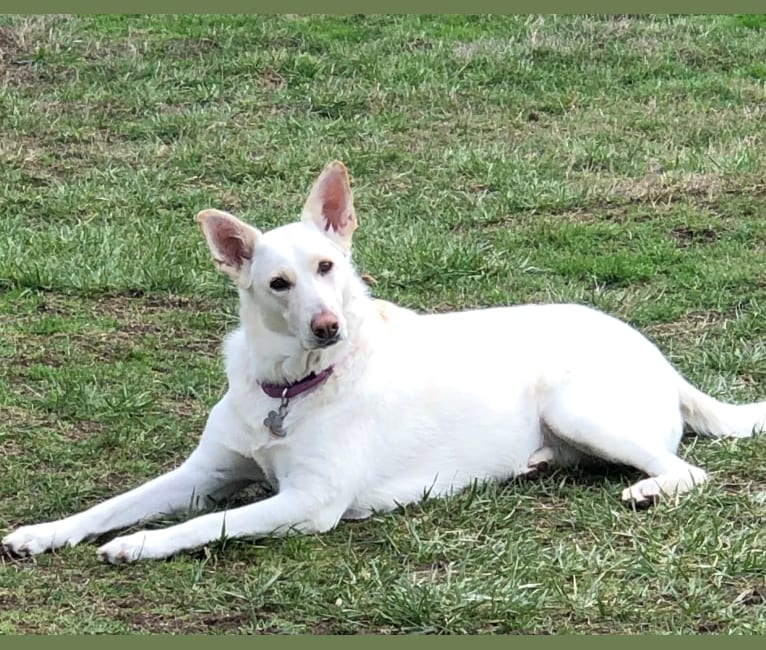 Montana, a German Shepherd Dog tested with EmbarkVet.com