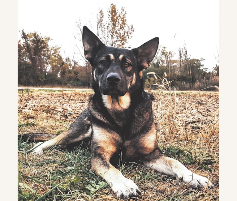 chocolate lab german shepherd husky mix